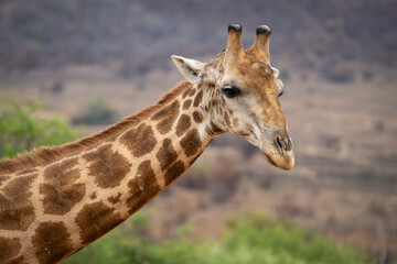A giraffe stands among lush green trees in the African bushveld, feeding on fresh leaves. Captured during a safari game drive, the scene showcases the giraffe’s graceful reach and its natural habitat 