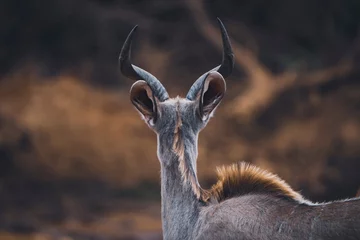 Fototapeten Antilope A young kudu stands alert in the African bush, blending into the surrounding vegetation as it gazes into the distance. Captured during a safari game drive, the image highlights this graceful antelope   © Phillip
