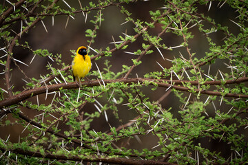 A yellow finch perches on a branch surrounded by sharp white thorns, creating a contrast with the bird's vibrant feathers in a natural, rugged setting