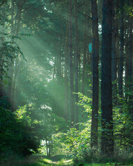 morning in the woods