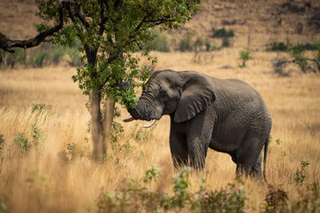 A stunning image of a fully grown elephant standing majestically in an open field beside a green tree, captured during a safari game drive in the African bushveld with golden brown grass swaying