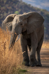 Obraz premium A massive elephant bull walks down the road, captured during a safari game drive in the African bushveld. The sheer size and presence of the elephant create a powerful and awe-inspiring scene.