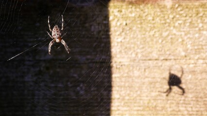Cross spider in her web in the shade and the spider's shadow in the sun. Araneus diadematus.