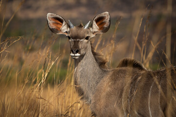 A young kudu stands alert in the African bush, blending into the surrounding vegetation as it gazes into the distance. Captured during a safari game drive, the image highlights this graceful antelope 