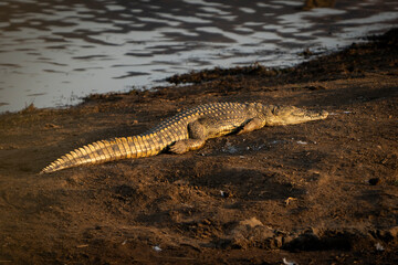 A stunning Nile crocodile laying on the bank of a river basking in the sun. Taken during a safari Game drive on a reserve in South Africa