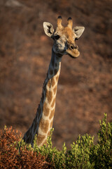 A giraffe stands among lush green trees in the African bushveld, feeding on fresh leaves. Captured during a safari game drive, the scene showcases the giraffe’s graceful reach and its natural habitat 