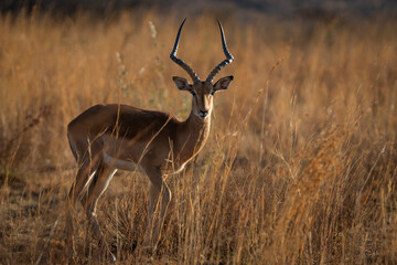 A majestic male impala stands alone in an open field at sunrise, bathed in the golden morning light. The serene landscape emphasizes the beauty of the African bushveld.