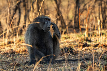 A baboon sits on the ground, scratching itself in a relaxed manner. The natural behavior highlights the baboon’s daily life and personality in the African bushveld