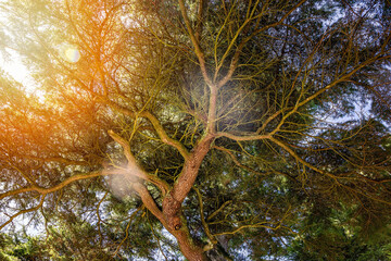 Backlit tree at Sunset - looking up through the branches