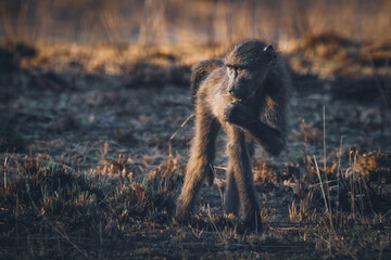 A young baboon walks through the field, foraging for food. Captured on a safari game drive, the curious primate explores the African bushveld, showcasing its playful energy and adaptability
