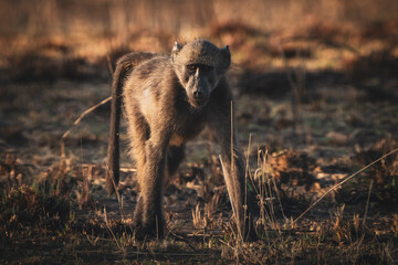 A young baboon walks through the field, foraging for food. Captured on a safari game drive, the...