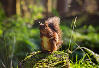 The red squirrel 'Sciurus vulgaris' also called Eurasian red squirrel, is a species of tree...