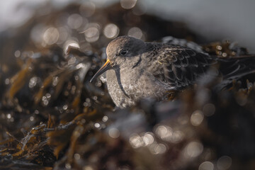 Fototapeta premium Purple Sandpiper, Calidris maritima, sea waterbird in the natural habitat. Sandpiper resting by low tide. Brouwersdam, The Netherlands