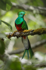 Resplendent Quetzal, Pharomachrus mocinno, from Savegre in Costa Rica. Magnificent sacred green and red bird in cloudforest. Male Quetzal.  Bird with long tail.  Bird in natural environment.