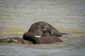 A touching photograph showing elephants expressing affection towards each other, gently caressing and interacting, captured during a safari game drive . Their bond reflects deep care and connection.