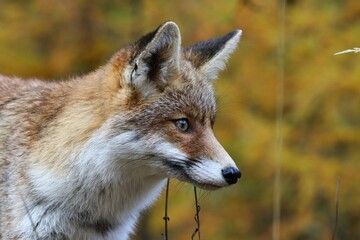 Fototapeta premium Volpe