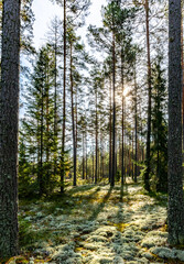 Fototapeta premium Pine tree forest in a sunny day