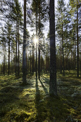 Fototapeta premium Pine tree forest in a sunny day