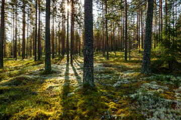 Obraz premium Pine tree forest in a sunny day