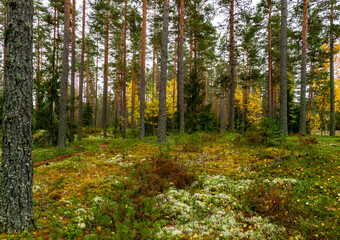 Obraz premium Pine tree forest in a sunny day