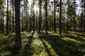 Obraz premium Pine tree forest in a sunny day