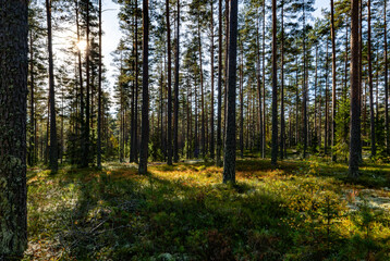 Obraz premium Pine tree forest in a sunny day