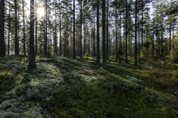 Fototapeta premium Pine tree forest in a sunny day