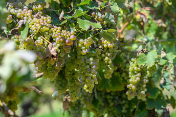 Grappe de raisin blanc dans les vignobles de l'Armagnac