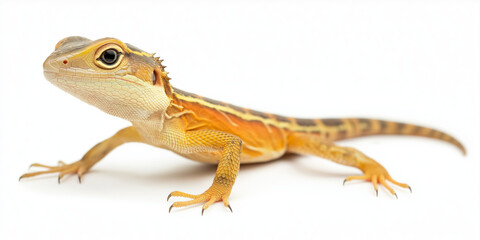 Obraz premium Young bearded dragon walking on a white background, highlighting its slender body and spiked texture, selective focus