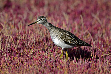 Wood sandpiper (Tringa glareola) in a salt marsh with red marsh samphire // Bruchwasserläufer in...