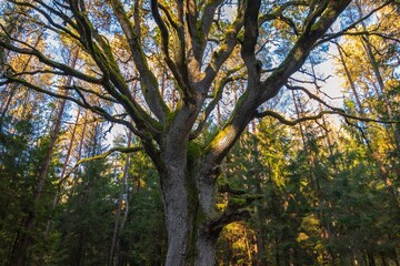 Yggdrasil Pagan Tree of Life. Religion. Druidism. Prayers. Cult. Rites. Autumn forest landscape. Gold color, red orange foliage in fall park. Autumnal equinox. Family tree