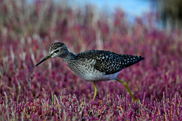 Bruchwasserläufer (Tringa glareola) in einer Salzwiese mit rotem Queller // Wood sandpiper in a salt marsh with red marsh samphire 