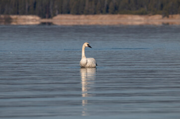 Fototapeta premium Trumpeter Swan Reflection on a Calm lake in Autumn