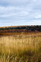 Autumn country landscape, field with cereals and trees with yellow leaves