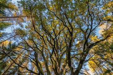 Yggdrasil Pagan Tree of Life. Religion. Druidism. Prayers. Cult. Rites. Autumn forest landscape. Gold color, red orange foliage in fall park. Autumnal equinox. Family tree