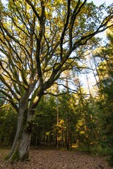 Yggdrasil Pagan Tree of Life. Religion. Druidism. Prayers. Cult. Rites. Autumn forest landscape. Gold color, red orange foliage in fall park. Autumnal equinox. Family tree