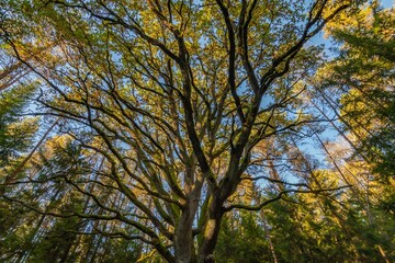 Yggdrasil Pagan Tree of Life. Religion. Druidism. Prayers. Cult. Rites. Autumn forest landscape. Gold color, red orange foliage in fall park. Autumnal equinox. Family tree