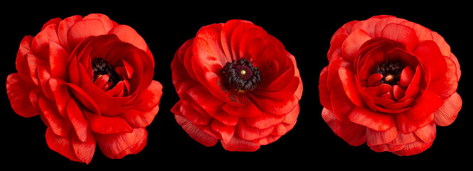 three red flowers on a black background