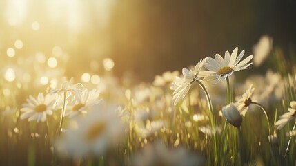 Sunlit Daisies in a Meadow