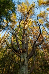 Yggdrasil Pagan Tree of Life. Religion. Druidism. Prayers. Cult. Rites. Autumn forest landscape. Gold color, red orange foliage in fall park. Autumnal equinox. Family tree