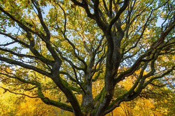 Yggdrasil Pagan Tree of Life. Religion. Druidism. Prayers. Cult. Rites. Autumn forest landscape. Gold color, red orange foliage in fall park. Autumnal equinox. Family tree