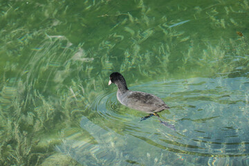 Blässhuhn (Fulica atra) im klaren Wasser des Toblarer See