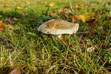 mushroom in the grass