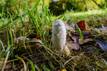 Fototapeta premium mushroom in the grass