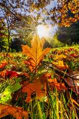 autumn leaves in the forest