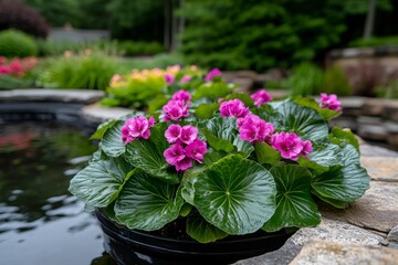 Obraz premium Bergenia plants with their large leaves and clusters of pink flowers growing along the edge of a pond