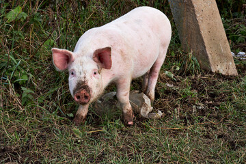 little piggy eats grass on the farm