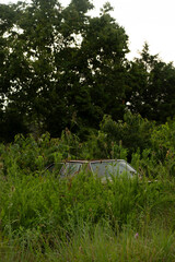 car in forest