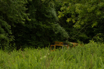 school bus in woods