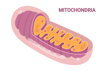 Vector diagram of Mitochondria. Cross-section view. Medical infographics